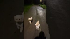 CALL OF DUTY 💥 *Dog Warfare* | Jeremy Lynch