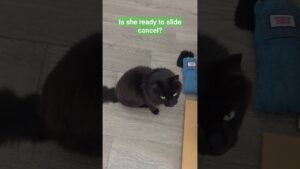 Call of Duty Cat - Treats will continue until she slide cancels again! #callofduty #cat #shorts