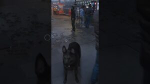 Glad we can do THIS in Call of Duty: Modern Warfare 3 🐾