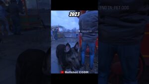 'Riley' The Dog In Modern Warfare III Vs Call Of Duty Ghosts (2013-2023) #mw3 #codghosts