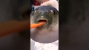 Call of Duty: Modern Warfare 3 knife only with memes #callofduty #mw3 #shorts