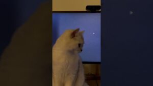 My cat is going crazy on call of duty