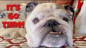 Reuben the Bulldog: Call of Duty