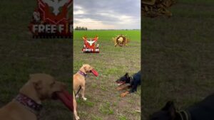 call of duty vs pubg vs free fire🔥🔥#shorts