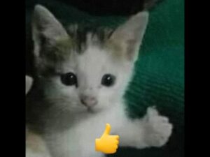 poucos dias para a nova season de WARZONE 🥰